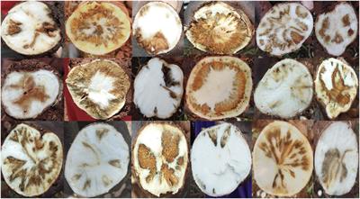 Genetic analysis of cassava brown streak disease root necrosis using image analysis and genome-wide association studies